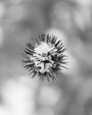 frost covered seed head in winter